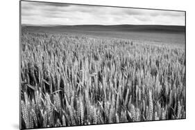 Palouse Wheat Field, Washington-James White-Mounted Photographic Print
