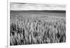 Palouse Wheat Field, Washington-James White-Framed Photographic Print