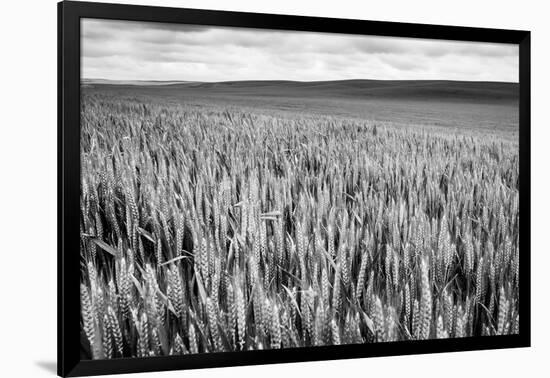 Palouse Wheat Field, Washington-James White-Framed Photographic Print