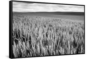 Palouse Wheat Field, Washington-James White-Framed Stretched Canvas