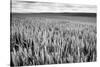 Palouse Wheat Field, Washington-James White-Stretched Canvas