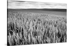 Palouse Wheat Field, Washington-James White-Stretched Canvas