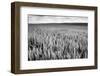 Palouse Wheat Field, Washington-James White-Framed Photographic Print