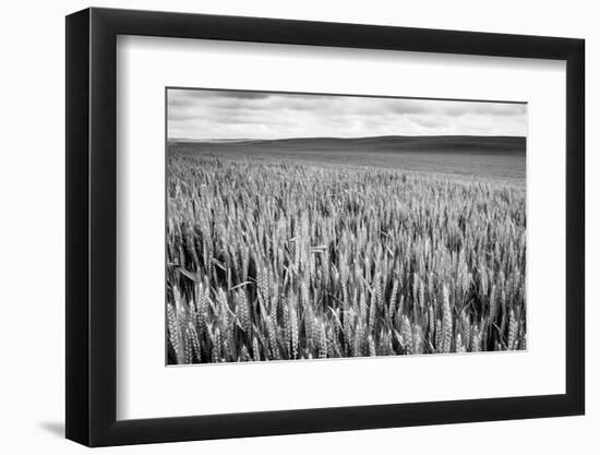 Palouse Wheat Field, Washington-James White-Framed Photographic Print