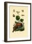 Palp-Footed Spider, 1833-39-null-Framed Giclee Print