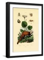 Palp-Footed Spider, 1833-39-null-Framed Giclee Print