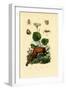 Palp-Footed Spider, 1833-39-null-Framed Giclee Print