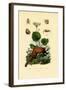 Palp-Footed Spider, 1833-39-null-Framed Giclee Print