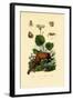 Palp-Footed Spider, 1833-39-null-Framed Giclee Print