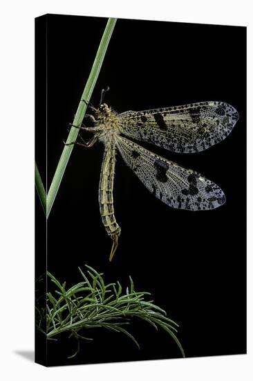 Palpares Libelluloides (Antlion)-Paul Starosta-Stretched Canvas