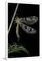 Palpares Libelluloides (Antlion)-Paul Starosta-Framed Premium Photographic Print