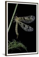 Palpares Libelluloides (Antlion)-Paul Starosta-Framed Premium Photographic Print