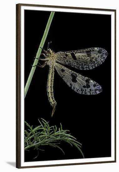 Palpares Libelluloides (Antlion)-Paul Starosta-Framed Premium Photographic Print