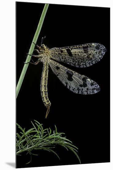 Palpares Libelluloides (Antlion)-Paul Starosta-Mounted Premium Photographic Print