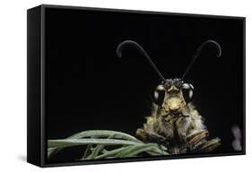 Palpares Libelluloides (Antlion) --Paul Starosta-Framed Stretched Canvas