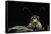 Palpares Libelluloides (Antlion) --Paul Starosta-Framed Stretched Canvas