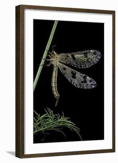 Palpares Libelluloides (Antlion)-Paul Starosta-Framed Photographic Print