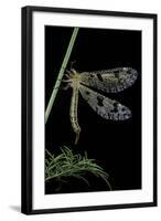 Palpares Libelluloides (Antlion)-Paul Starosta-Framed Photographic Print