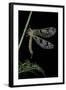 Palpares Libelluloides (Antlion)-Paul Starosta-Framed Photographic Print