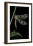 Palpares Libelluloides (Antlion)-Paul Starosta-Framed Photographic Print