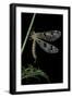 Palpares Libelluloides (Antlion)-Paul Starosta-Framed Photographic Print