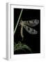 Palpares Libelluloides (Antlion)-Paul Starosta-Framed Photographic Print