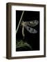 Palpares Libelluloides (Antlion)-Paul Starosta-Framed Photographic Print