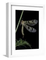 Palpares Libelluloides (Antlion)-Paul Starosta-Framed Photographic Print