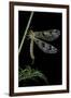 Palpares Libelluloides (Antlion)-Paul Starosta-Framed Photographic Print