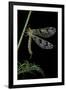 Palpares Libelluloides (Antlion)-Paul Starosta-Framed Photographic Print