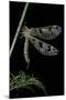 Palpares Libelluloides (Antlion)-Paul Starosta-Mounted Photographic Print