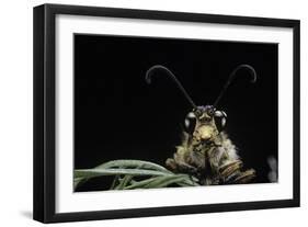 Palpares Libelluloides (Antlion) --Paul Starosta-Framed Photographic Print