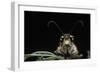 Palpares Libelluloides (Antlion) --Paul Starosta-Framed Photographic Print