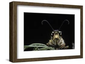 Palpares Libelluloides (Antlion) --Paul Starosta-Framed Photographic Print