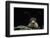 Palpares Libelluloides (Antlion) --Paul Starosta-Framed Photographic Print