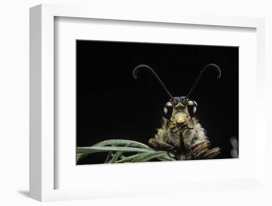 Palpares Libelluloides (Antlion) --Paul Starosta-Framed Photographic Print