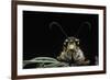 Palpares Libelluloides (Antlion) --Paul Starosta-Framed Photographic Print