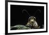 Palpares Libelluloides (Antlion) --Paul Starosta-Framed Photographic Print