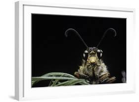 Palpares Libelluloides (Antlion) --Paul Starosta-Framed Photographic Print