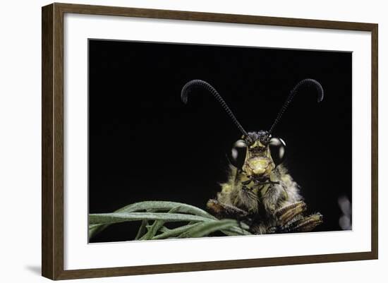 Palpares Libelluloides (Antlion) --Paul Starosta-Framed Photographic Print