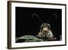 Palpares Libelluloides (Antlion) --Paul Starosta-Framed Photographic Print