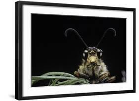 Palpares Libelluloides (Antlion) --Paul Starosta-Framed Photographic Print