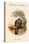 Palumbus Elphinstonei - Elphinstone's Wood -Pigeon-John Gould-Stretched Canvas
