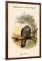 Palumbus Elphinstonei - Elphinstone's Wood -Pigeon-John Gould-Framed Art Print