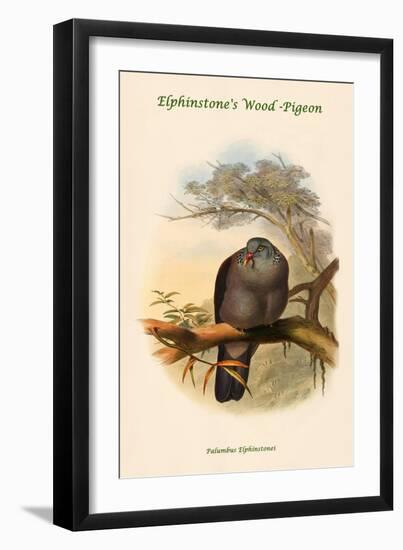 Palumbus Elphinstonei - Elphinstone's Wood -Pigeon-John Gould-Framed Art Print