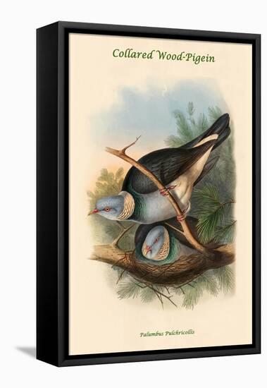 Palumbus Pulchricollis - Collared Wood-Pigein-John Gould-Framed Stretched Canvas