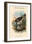 Palumbus Pulchricollis - Collared Wood-Pigein-John Gould-Framed Art Print