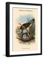 Palumbus Pulchricollis - Collared Wood-Pigein-John Gould-Framed Art Print