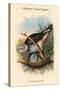 Palumbus Pulchricollis - Collared Wood-Pigein-John Gould-Stretched Canvas