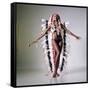 Pam Grier-null-Framed Stretched Canvas